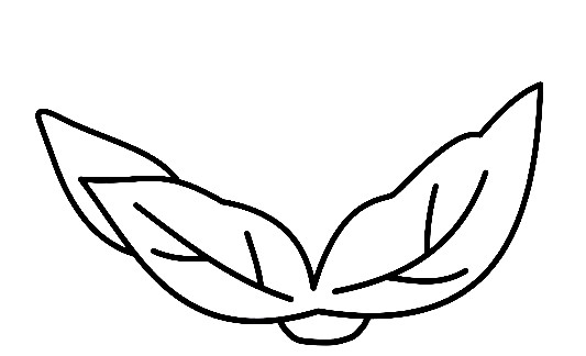 Ccauliflower-Drawing-3
