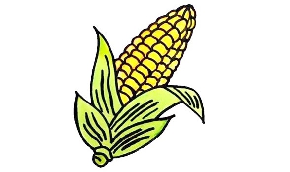 Corn-Drawing-6