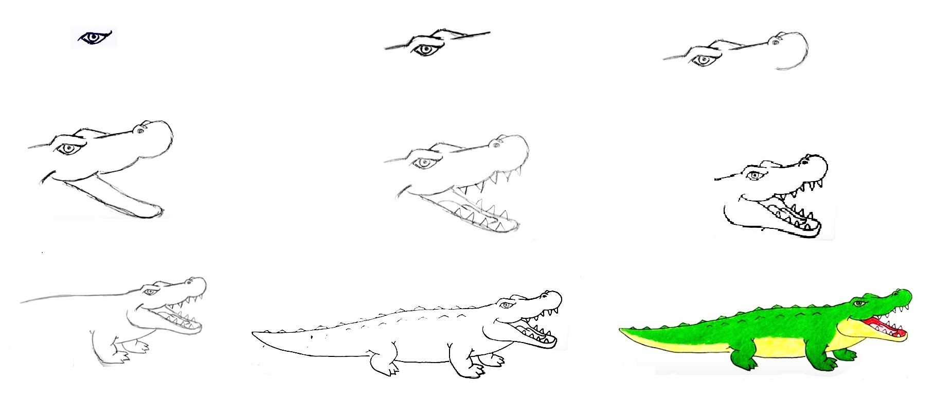 Crocodile-Drawing
