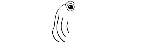 Cuttlefish-Drawing-4