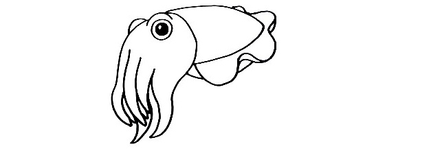 Cuttlefish-Drawing-8
