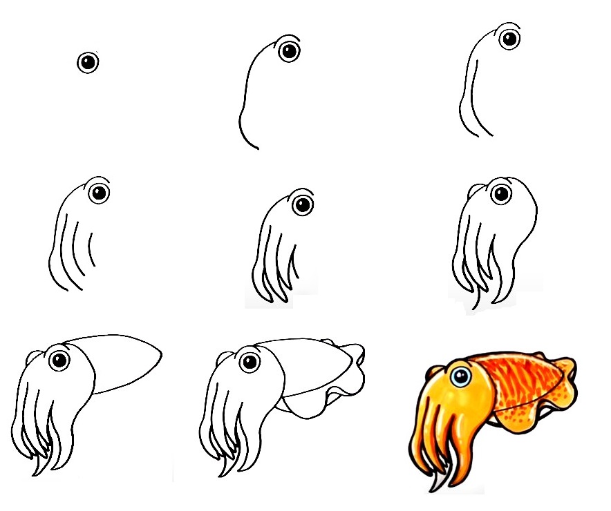 Cuttlefish-Drawing
