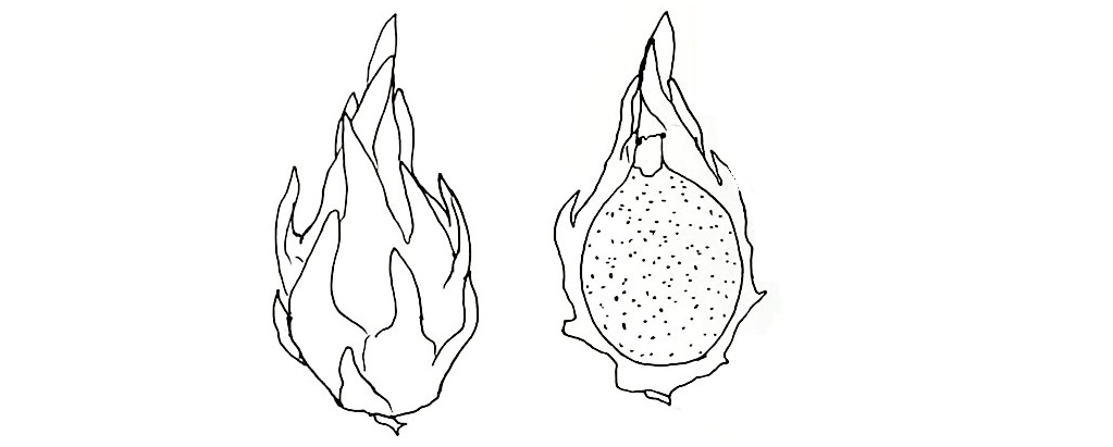 Dragon-Fruit-Drawing-6