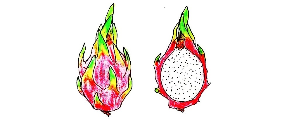 Dragon-Fruit-Drawing-7