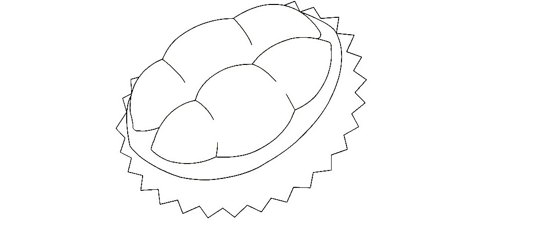 Durian-Drawing-5