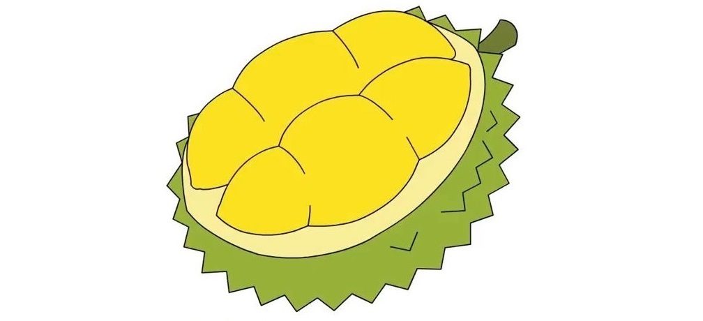 Durian-Drawing-7