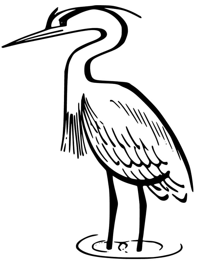 Heron Coloring Pages
