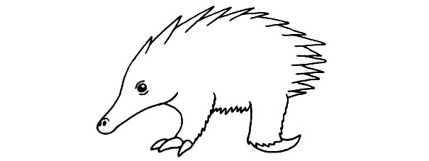 Echidna-Drawing-5