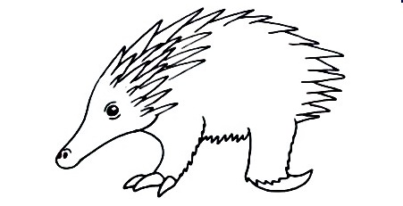 Echidna-Drawing-6