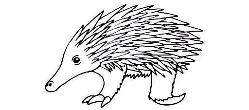 Echidna-Drawing-7