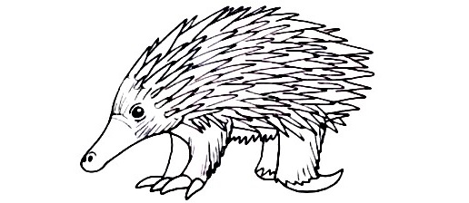 Echidna-Drawing-8