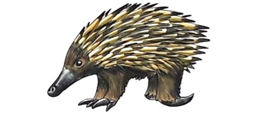 Echidna-Drawing-9