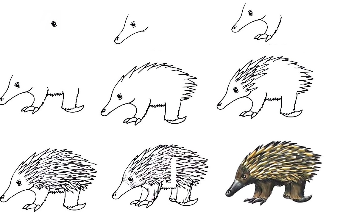 Echidna-Drawing