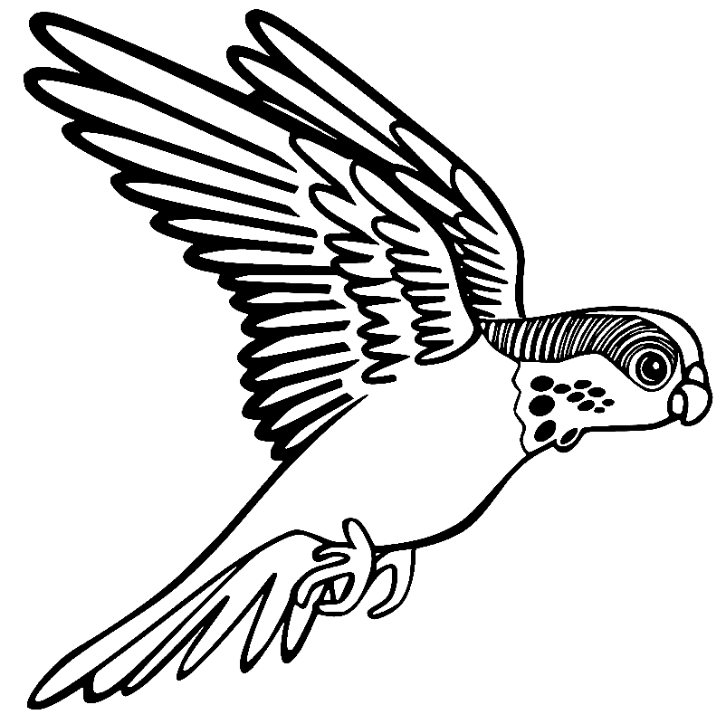 Parakeet Coloring Pages