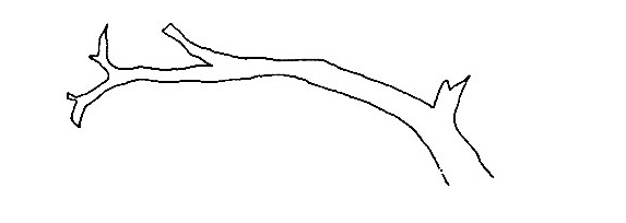 Hoopoe-Drawing-1