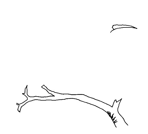 Hoopoe-Drawing-2