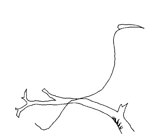 Hoopoe-Drawing-3