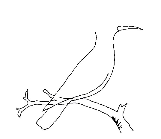 Hoopoe-Drawing-4