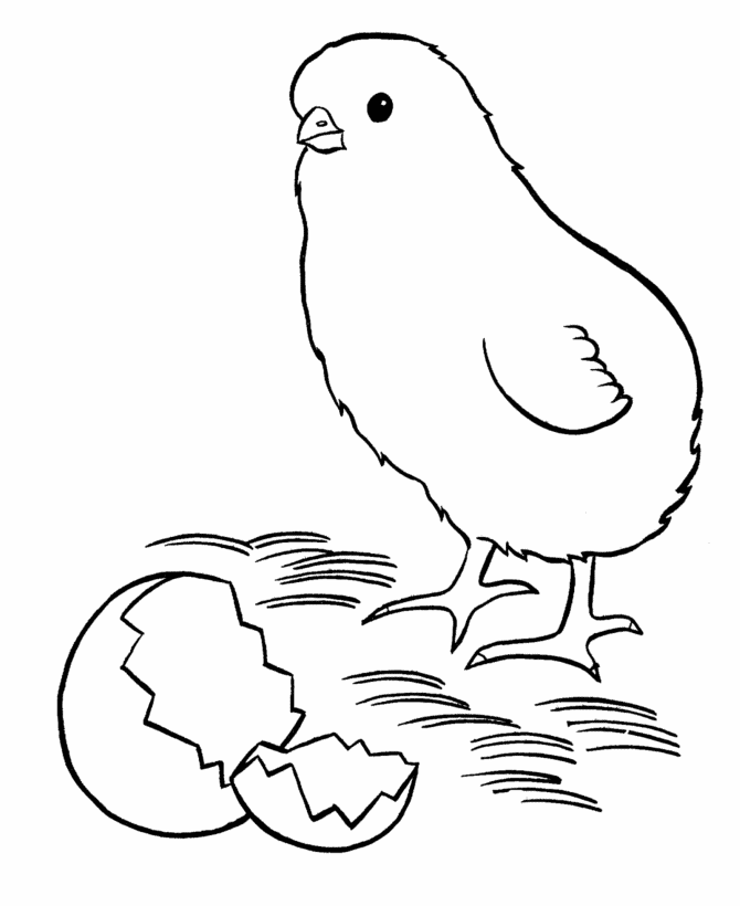 Image Of Baby Chick Coloring Page