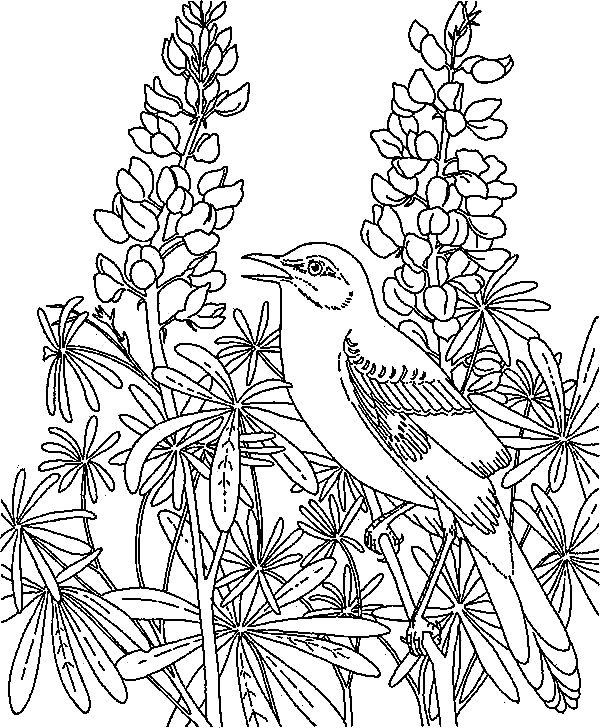 Mockingbird Coloring Pages