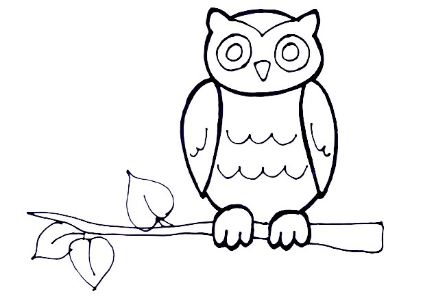 Owl-Drawing-8