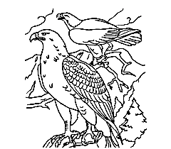 Bird Of Paradise Coloring Pages