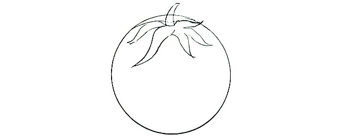 Tomato-Drawing-4