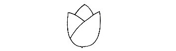 Tulip-Drawing-3