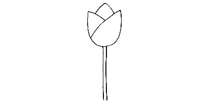 Tulip-Drawing-4