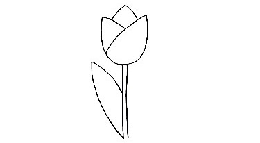 Tulip-Drawing-5