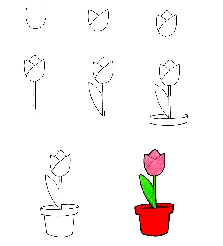 Tulip-Drawing