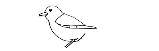 Bird-Drawing-2