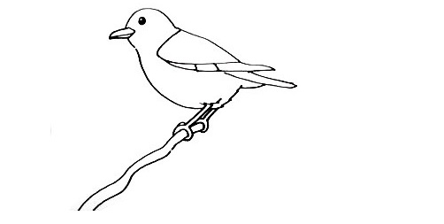 Bird-Drawing-4