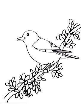 Bird-Drawing-5