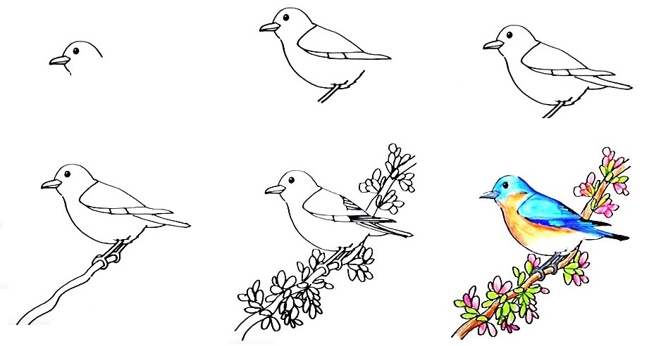 Bird-Drawing
