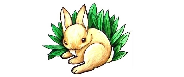 Bunny-Drawing-6