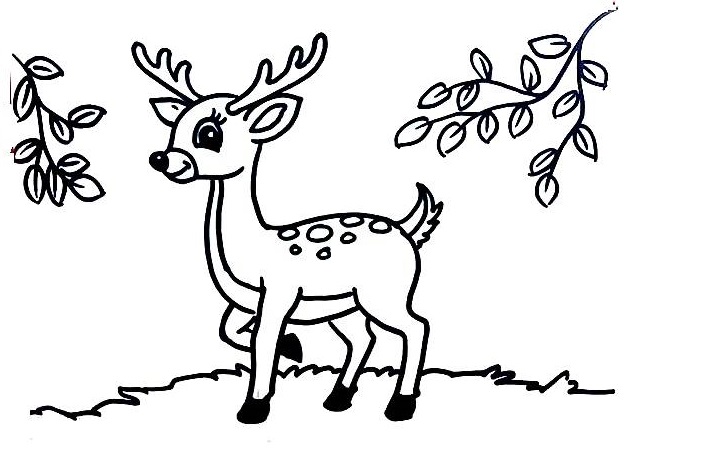 Deer-Drawing-5